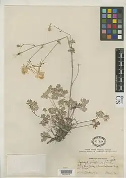 Holotype of Aquilegia of chaplinei
