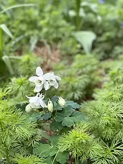 Photograph of Aquilegia flabellata Alaba