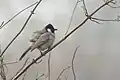 White-eared Bulbul