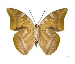 Archaeoprepona demophon demophon - ventral view