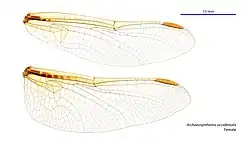 Female wings