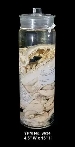 #30 (25/11?/1873), Limbs of the Logy Bay specimen in 2015, at the Peabody Museum of Natural History.