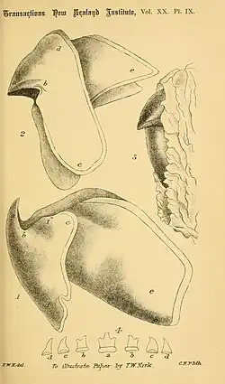 #62 (?/10/1887), T. W. Kirk's final plate of A. longimanus, showing the two-part beak (both in situ and following extraction) and a single row of radular teeth (Kirk, 1888:pl. 9)
