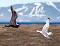 Chased by a parasitic jaeger at Svalbard