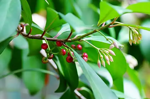 Ardisia forbesii