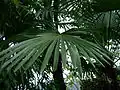 Fanned leaves of T. fortunei
