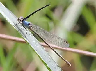 Powdered dancer male posthumous hover-guarding