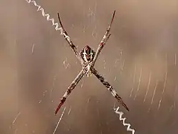 Same spider, ventral