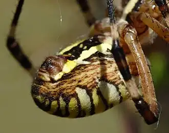The compact spinnerets of Argiope bruennichi; placed ventrally below the posterior.