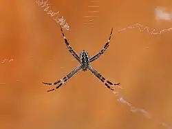 Juvenile at Katherine Gorge