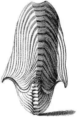 One of the earliest known depictions of A. argo, from Index Testarum Conchyliorum (1742) by Niccolò Gualtieri