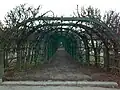 Trellis arches in November