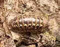 Armadillidium pictum