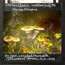 Armillaria melea