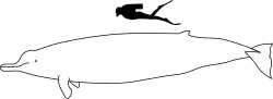 Arnoux's beaked whale size