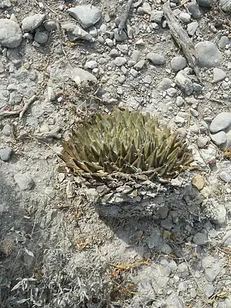 Plant growing in San Jose De Salamanca, Tamaulipas