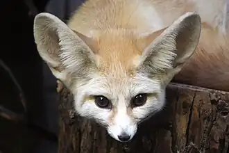 Fennec fox (national animal)[12]
