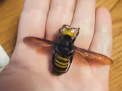 Hornet specimen held in a human hand to illustrate its size