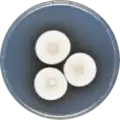 Aspergillus granulosus growing on CYA plate