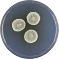 Aspergillus tatenoi growing on CYA plate