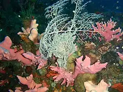 Basket star Astrocladus euryale at Tafelberg Deep reef off the west side of the Cape Peninsula