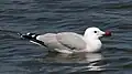 Audouin's gull.