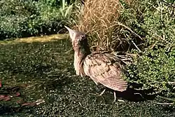 Australasian bittern/matuku (Botaurus poiciloptilus) alt text