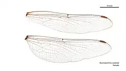 Female wings