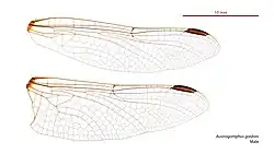 Male wings