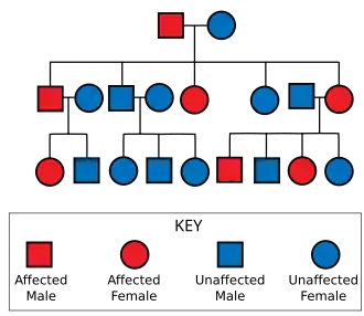 Diagram showing a father carrying the gene and an unaffected mother, leading to some of their offspring being affected; those affected are also shown with some affected offspring; those unaffected have no affected offspring