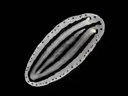 Phyllidiopsis xishaensis