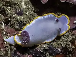 The mantle of the nudibranch Felimida purpurea has a marginal line of orange-yellow colour.