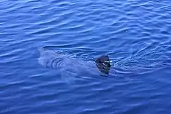 Basking shark filter feeding