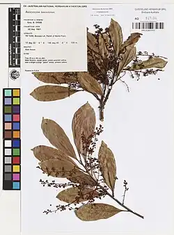 Herbarium sheet