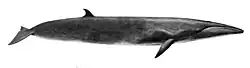 Sei whale illustration with an overall dark coloration, white underbelly, a long robust body, and a dorsal fin near the tail