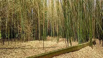Bamboo section.