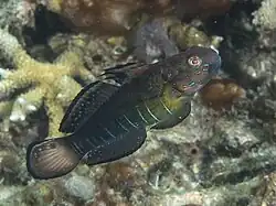 Amblygobius phalaena