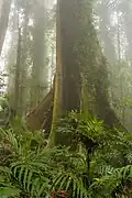Rainforest