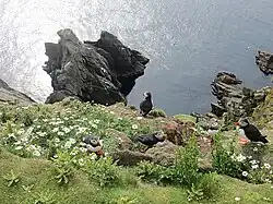 Banks, Sumburgh Head