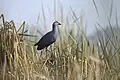 Grey-headed Swamphen breeds here in numbers