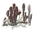Illustration of Clavaria Mitrata