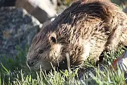 Castor canadensis, 'North American beaver'