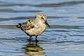 Sandpiper - Tunisia