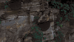 Shimmering of Apis Laboriosa to warn predators