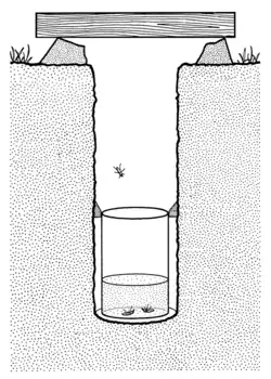 Black-and-white diagram of a beetle pitfall trap, with a container resting in a cavity excavated underground to catch beetles that are lured in. There is a piece of wood resting partially over the opening at ground level, and three beetles are caught within the trap.