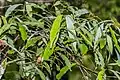 Tawa leaves