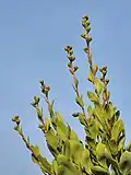 Budding specimen displaying sparse, erect branching habit