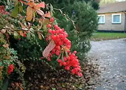 Berberis aggregata fruit