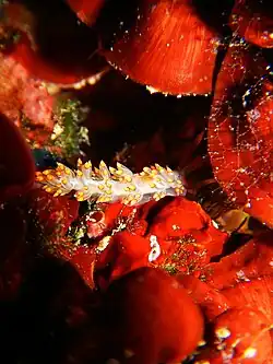 Photo of Berghia verrucicornis