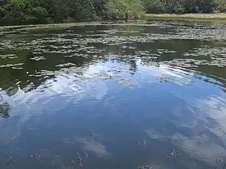 Water lilies in a shallow bay of Berijam lak